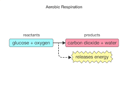 The products of photosynthesis are the select one: Learning By Questions