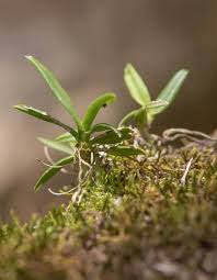Image result for Angraecum sacciferum
