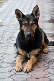 Bone cancer is a scary diagnosis that no dog parent ever wants to hear. Natural Killer Cell Therapy For Bone Cancer Veterinary Medical Center