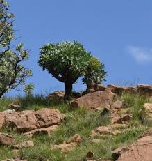 Image result for Cussonia corbisieri