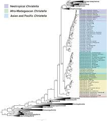Image result for Menisorus pauciflorus