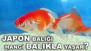 İlk balık sevgisi duyanlar için iyi bir. Japon Baligi Hangi Baliklarla Yasar Youtube