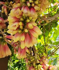 Image result for Tecomanthe dendrophila