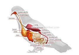 Birds are just as different from us on the inside as they are on the outside. Animal Kingdom Birds Bird Anatomy Of A Bird Image Visual Dictionary Online Vet Medicine Vet School Vet Tech Student