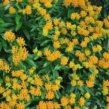 Similarly, you may ask, which part of milk thistle is used? Hello Yellow Milkweed