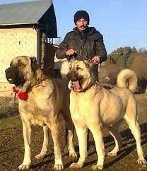 sivas kangal kangal dog dogs big dog breeds