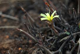 Image result for Launaea rarifolia