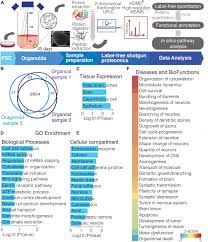 Zauberhafte, bedeutsame dinge, die du nirgendwo sonst finden kannst. Frontiers Human Cerebral Organoids And Fetal Brain Tissue Share Proteomic Similarities Cell And Developmental Biology