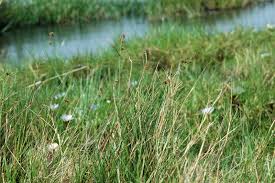 Image result for Fuirena leptostachya