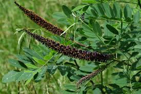 Image result for Indigofera atriceps