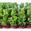 It does have tiny pink or white flowers but it seldom blooms as a houseplant (tip: 1