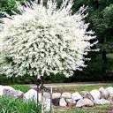 Dappled Willow Tree for Sale | Salix integra hakuro 'Nishiki'