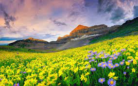 Order flowers online 24 hours a day, 7 days a week. Beautiful Landscape Spring Meadow With Yellow And Purple Flowers Rocky Mountain Peaks Sky With Gray Clouds Wallpaper Widescreen Hd Resolution Wallpapers13 Com