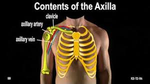 The ribs and costal cartilages are separated by intercostal spaces, which are deeper anteriorly and between the upper ribs. Surface Anatomy Youtube