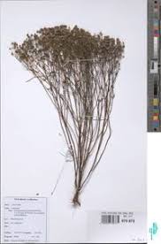 Image result for Haumaniastrum