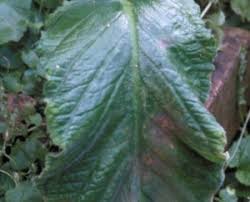 Image result for Streptocarpus goetzei