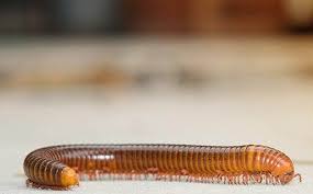 Worms naturally till and fertilize the soil helping your plants grow and look their best. Blog What You Need To Know About Millipedes In Your San Antonio Home