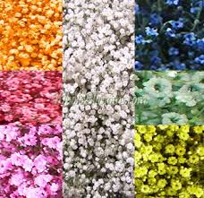 Farm to canada has been operating in the floral import business since 2001. Baby S Breath A Cheap Girl S Best Friend Flowers Canada Babys Breath Wholesale Flowers