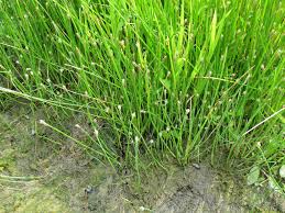 Image result for Eleocharis naumanniana