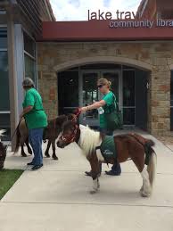 The Staff And Patrons Of The Lake Travis Community Library All Enjoy A Visit From These Adorable Patient And Gentle Mi Mini Horse Miniature Horse Lake Travis