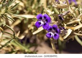 Image result for Aptosimum procumbens