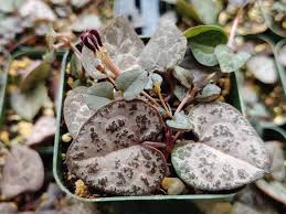 Image result for Ceropegia cimiciodora
