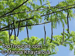 Image result for Cassia javanica