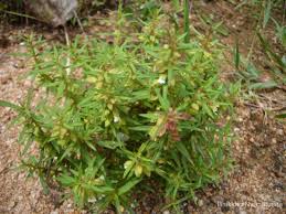 Image result for Bacopa floribunda