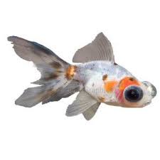 Pet Supplies Pet Accessories And Many Pet Products Petsmart Petsmart Pet Spray Pet Supplies