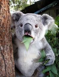Who Me Koalas Are Certainly In The Top Ten Of Most Adorable Endangered Species Koala Meme Cute Animals Animal Puns