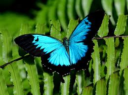 As you know, my family members always have me take pictures of them, so now actually, i took this picture last weekend in the local park. 8 Types Of Beautiful Butterflies Hoselink