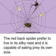 How to draw a spider tutorial. Camel Spider Close Up Photos Of An Agile Hunter