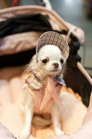 close up lovely white brown chihuahua dog looking up with cute face in the  dog cart in pet expo hall 26793616 Stock Photo at Vecteezy