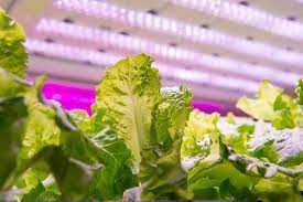 What type of grow light is best for growing vegetables? 13 Of The Best Grow Lights For Indoor Gardens Gardener S Path