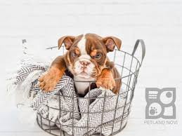 However free english bulldogs are a rarity as rescues usually charge a small adoption fee to. English Bulldog Puppies Breed Info Petland Novi Michigan