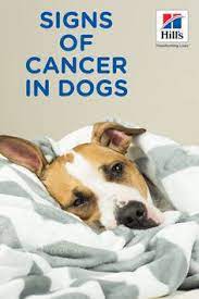 Dogs can be hardy creatures. 21 Best Dog Throwing Up Ideas Dog Throwing Up Throwing Up Dogs