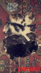 ucretsiz kedi sahiplenme ilanlari kedi yavru kediler atlar