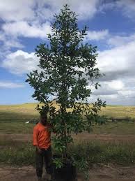 Image result for Warburgia