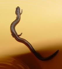 California Slender Salamanders We Ve Got Lots Of These In The Yard Salamander Lizard Squirrel