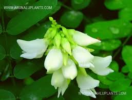 Image result for Abrus melanospermus