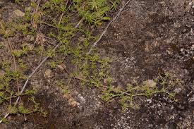 Image result for Galium scabrellum