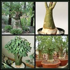 Image result for Adenia fruticosa