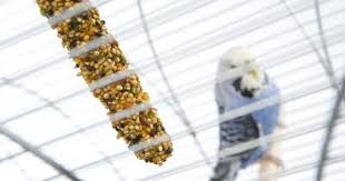 List Of Foods I Can Feed My Parakeets Parakeet Food Parakeet Care Parakeet