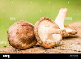 Image result for Lentinus edodes