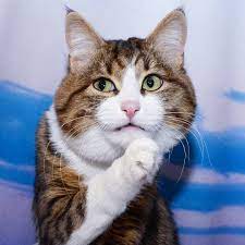 That Awkward Moment When You Realise Someone You Were Gossiping About Was Standing Right Behind You All This Cat Expressions Cute Animals Cute Animal Pictures