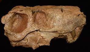 Gorgonopsid Skull Dinosaur Fossil Dinosaur Era