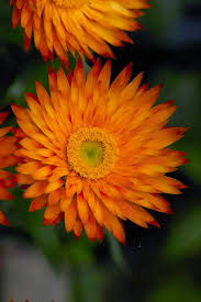 Pin Auf Cut Flowers