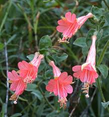 Image result for Epilobium salignum