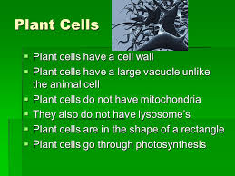 Maybe you would like to learn more about one of these? The Difference Between Plant And Animal Cells Power Point By Aaron Christopher Jonathon Mitchell Caulin And Christian Ppt Download