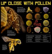 Check spelling or type a new query. What Bees Eat Pollination Museum Of The Earth